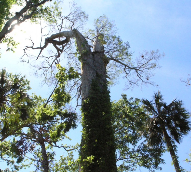 big-tree-park-cross-seminole-trailhead-photo